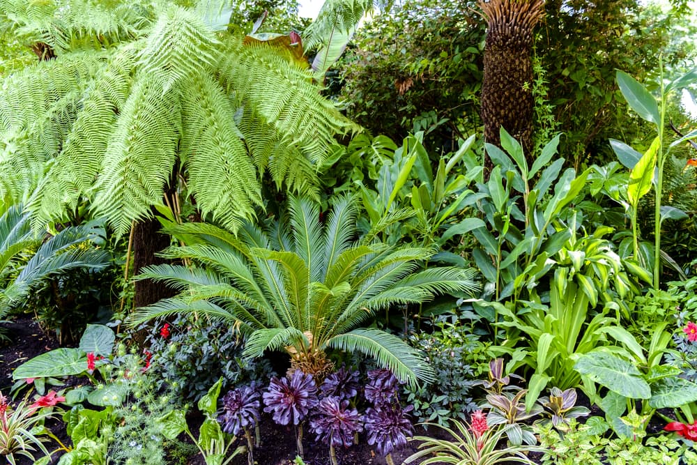 ferns, palms and grasses in an ornamental garden