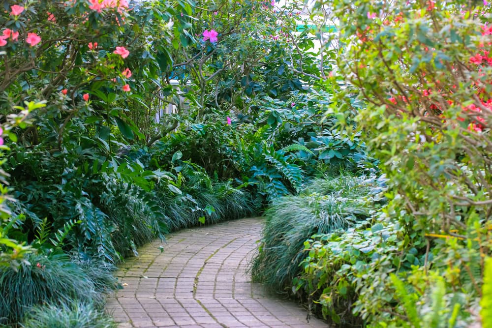 brick path winding between two dense planting borders