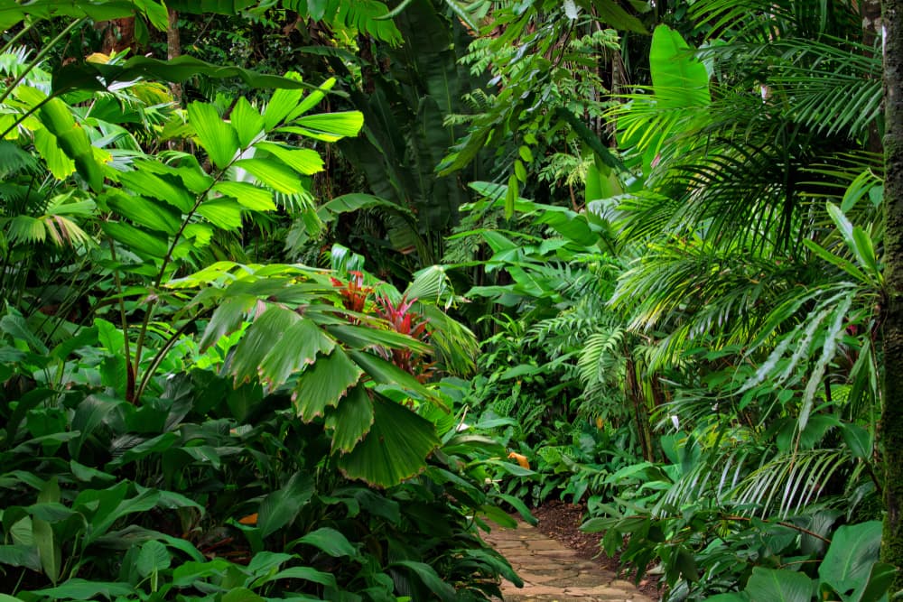 path leading through dense foliage in a forest setting