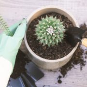 a potted cactus having its soil examined by someone holding a trowel on a countertop that has loose soil on