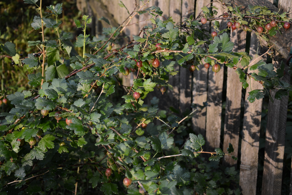 gooseberry plant with red fruits and green foliage growing in front of a garden fence