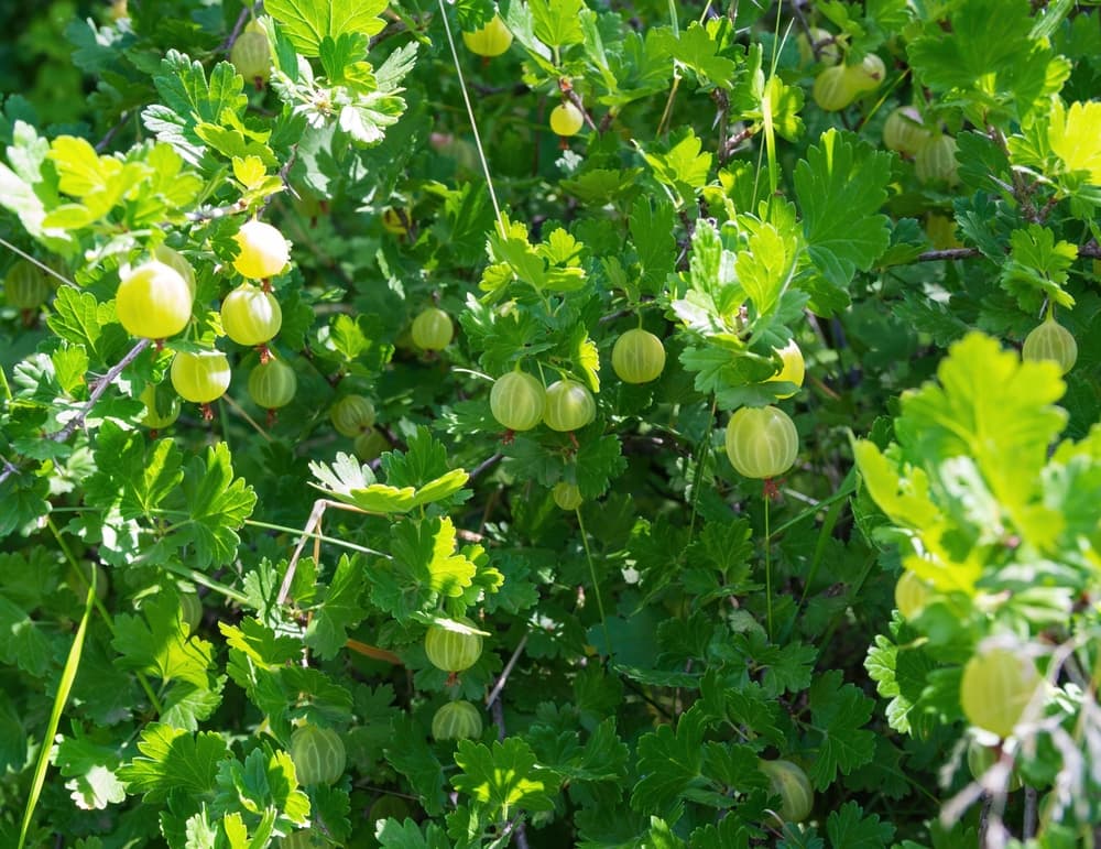 bushy gooseberry shrub with many ripe fruits