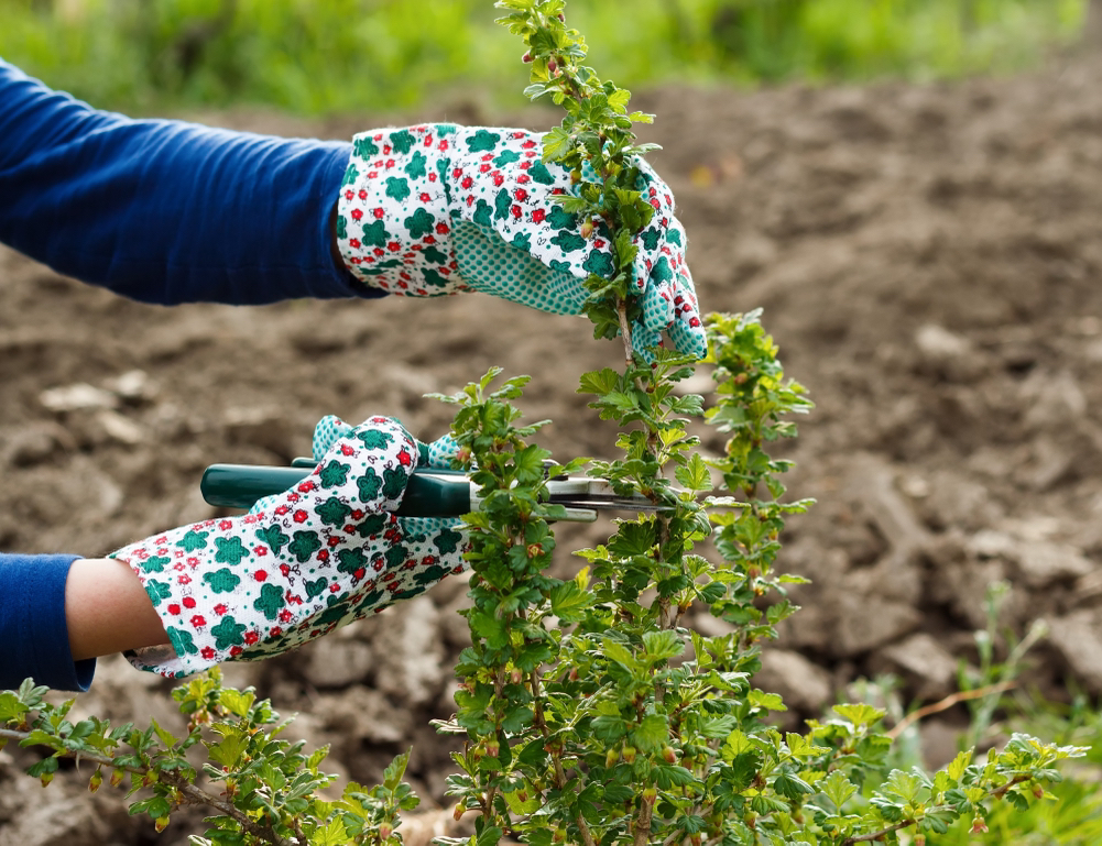 someone using a pair of secateurs to cut a branch from a gooseberry bush growing in soil outside