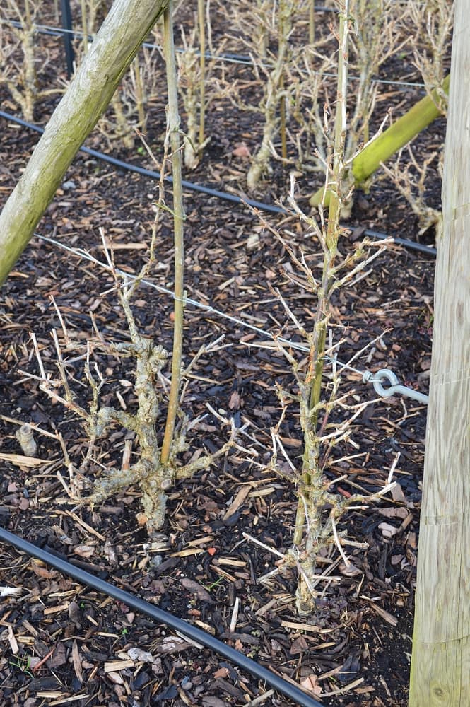 gooseberry shrubs growing as cordon types with a wire and post support system