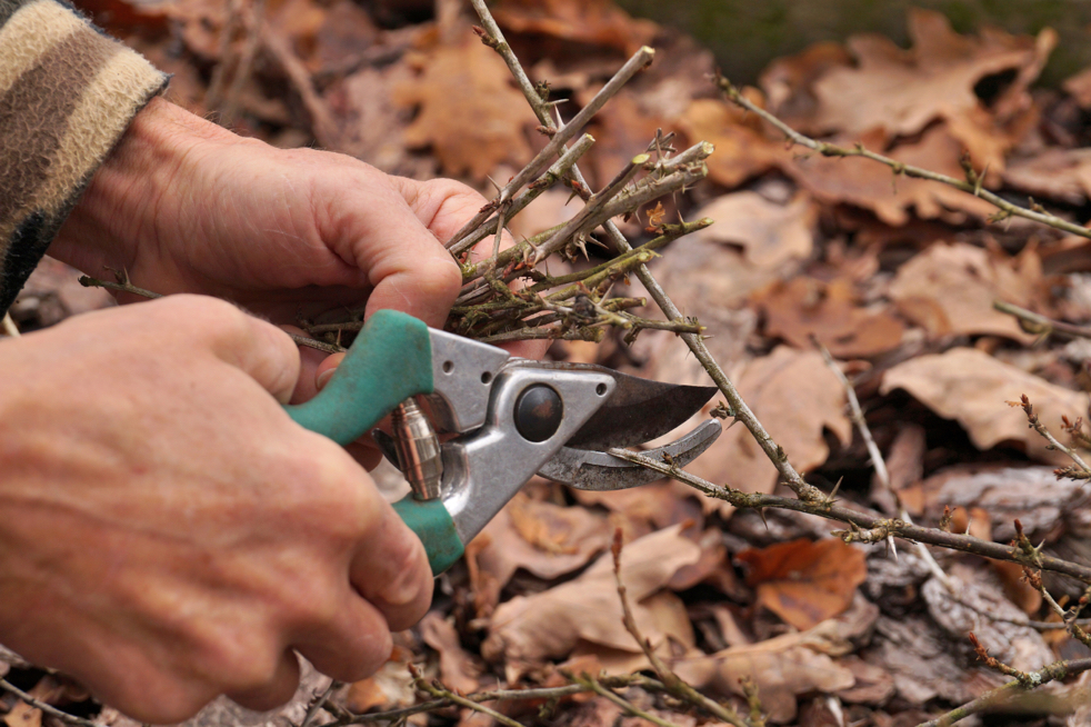 branches from a gooseberry bush being cut right back to the base by a pair of secateurs in front of a pile of dead leaves