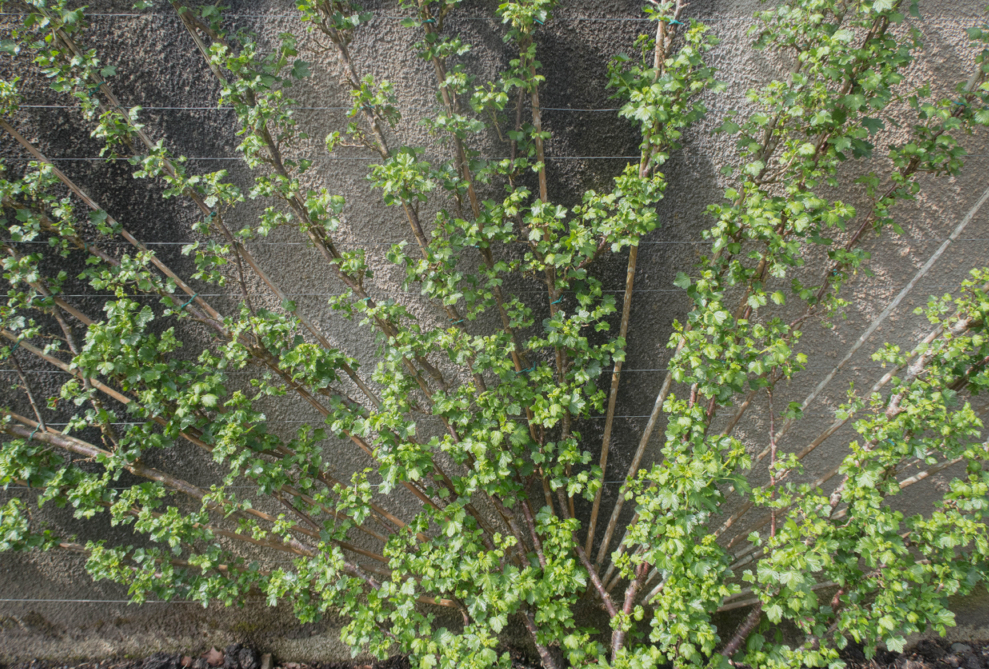 gooseberry bush that has been fan trained with wire support growing against a wall outside