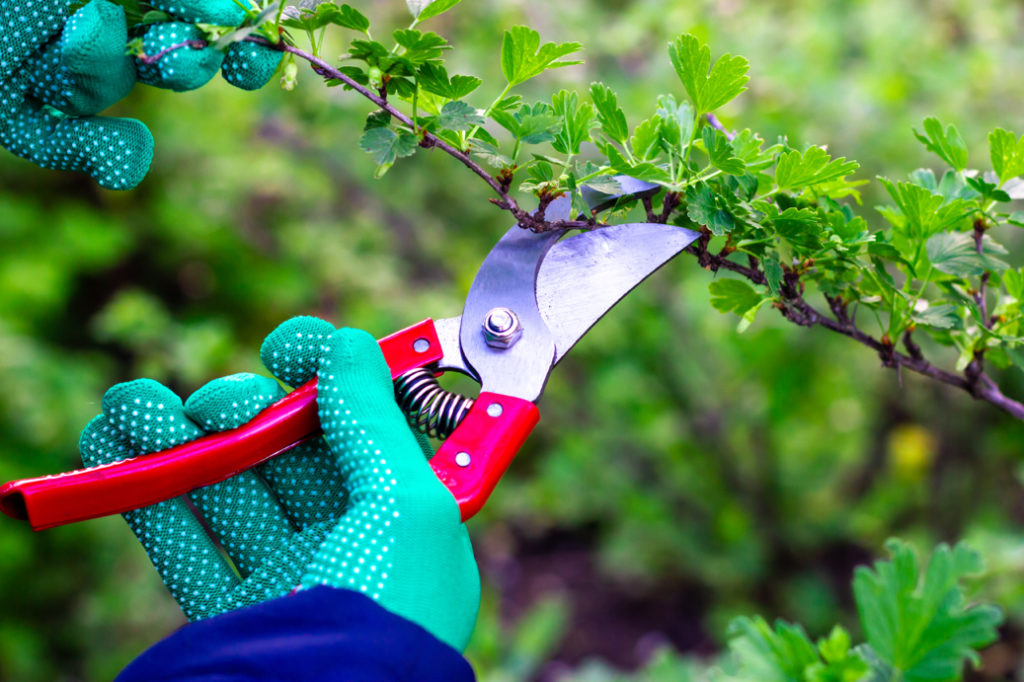 secateurs being used to cut a branch from a gooseberry bush growing outdoors