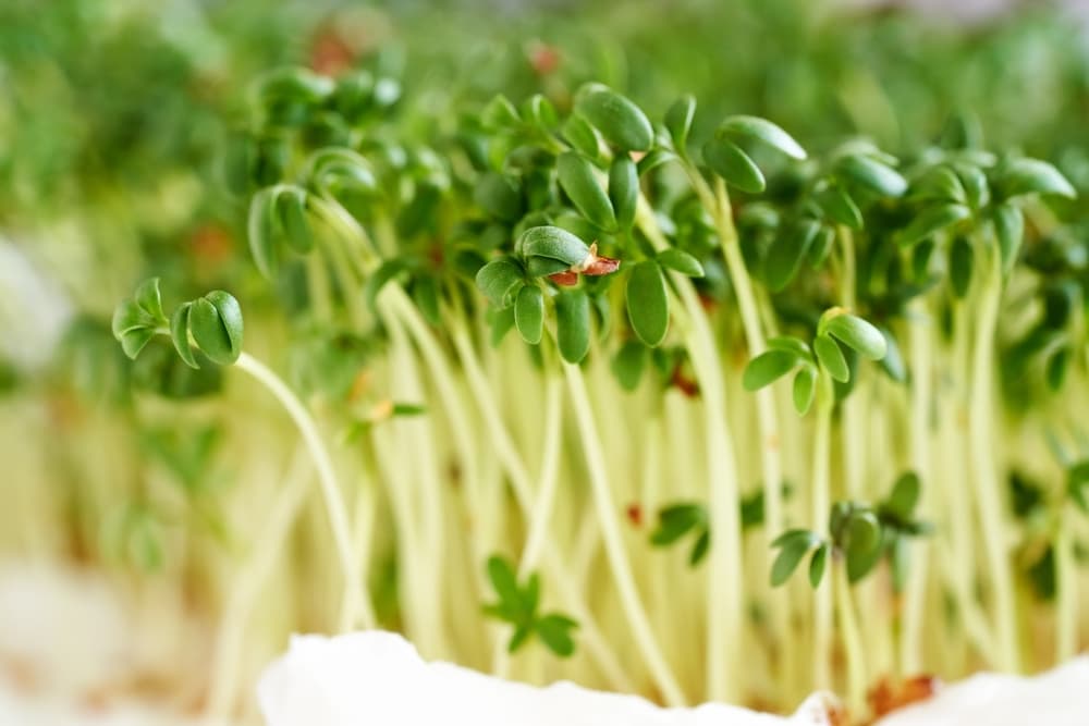 sprouts of garden cress growing under lights