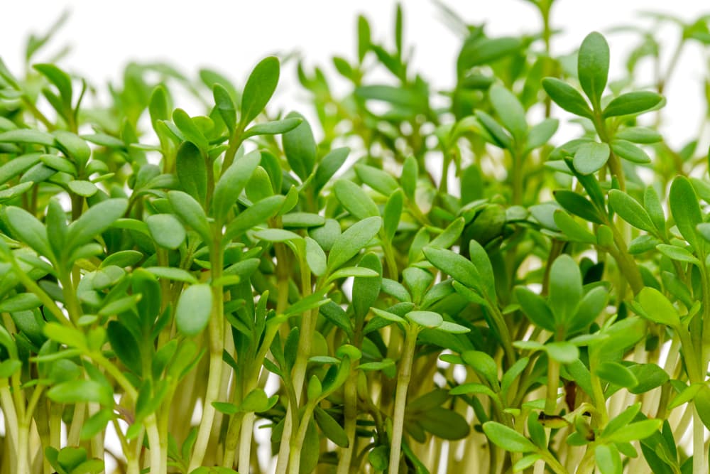 sprouting garden cress ready for harvesting