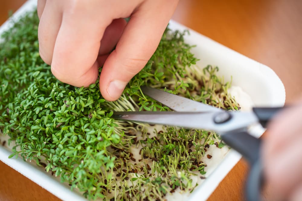 scissors used to harvest homegrown Lepidium sativum