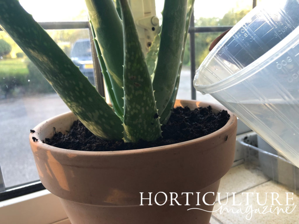 using a jug to water the soil of a potted aloe vera plant growing on a windowsill indoors