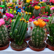 orange, pink, yellow and red flowering cacti with green fleshy stems growing in pots