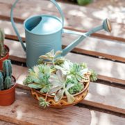 cacti plants in pots on a bench outdoors next to a pale blue watering can