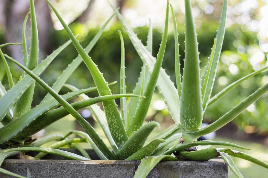 several aloe vera plants with long, thick leaves growing in a large container outside