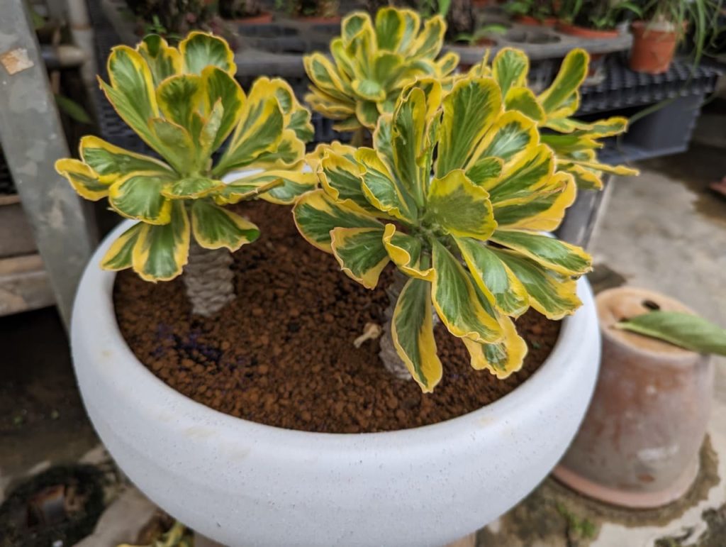 Euphorbia poissonii 'Variegata' with frilly green and yellow variegated leaves growing in a pot