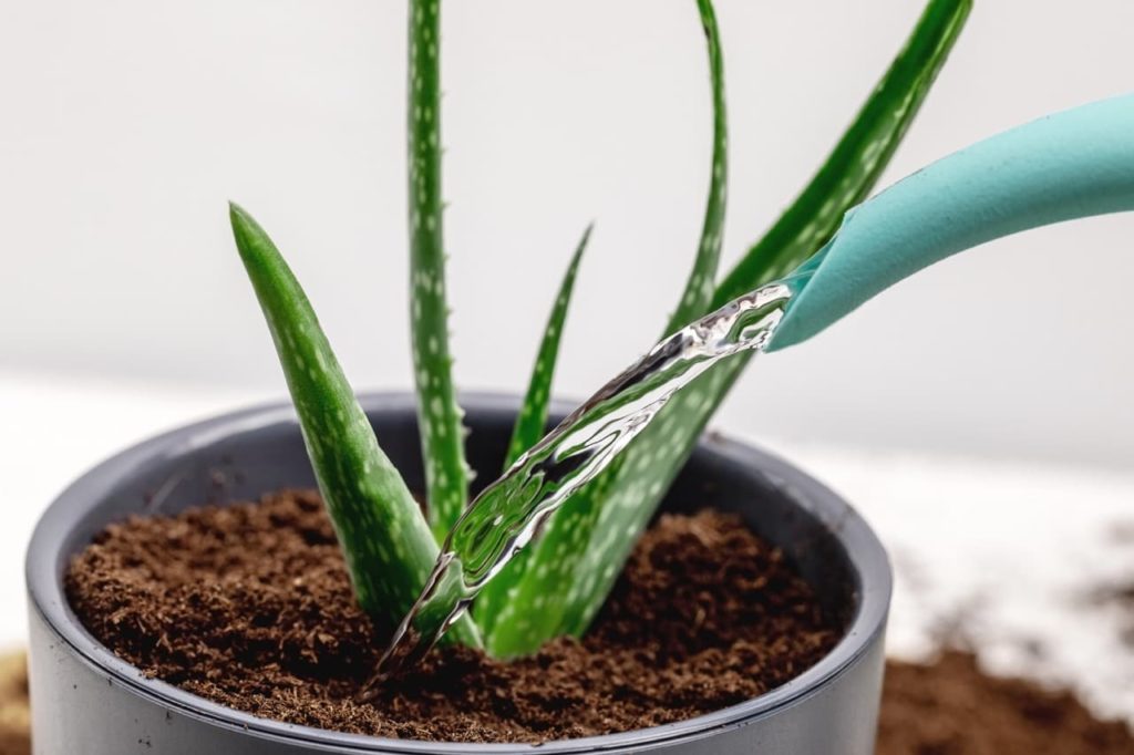 young aloe plant with green dotted leaves growing in a small container that is being watered