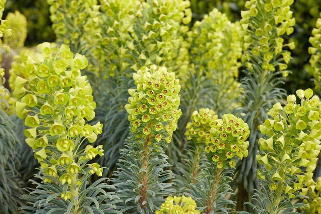 tubular lime green flowers adorning the tall upright stem of E. characias subsp. wulfenii plants with narrow lanceolate leaves