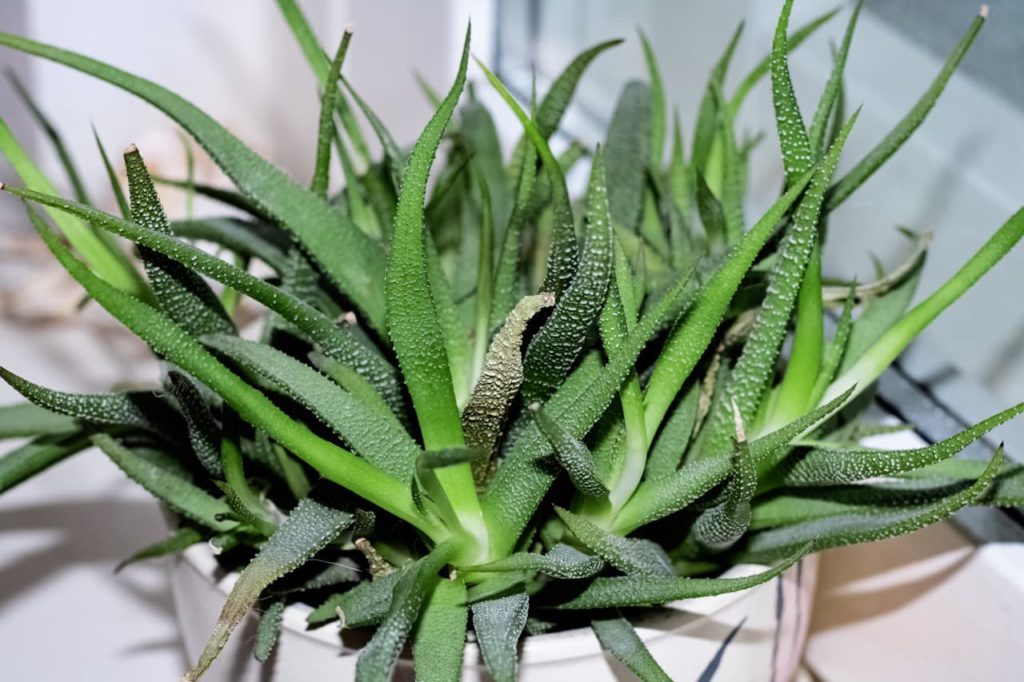 lots of thick, long aloe leaves growing from a container