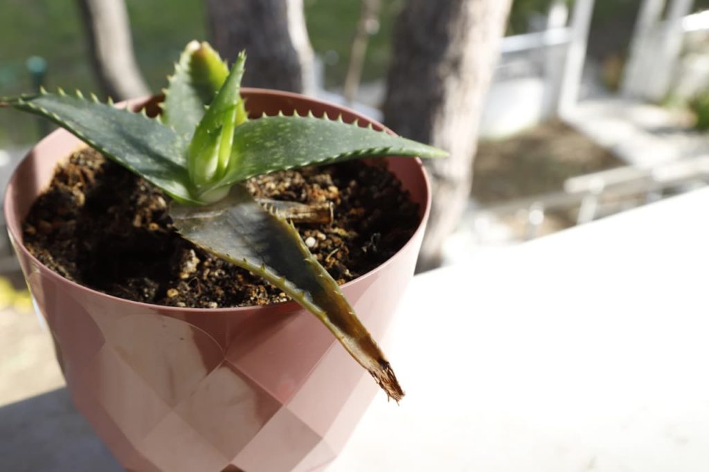 a young aloe plant with leaves that are starting to turn a yellowy-brown shade due to drainage issues