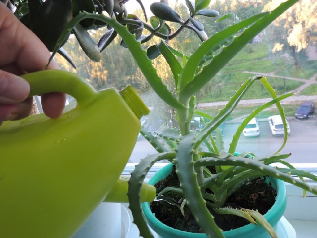 a small green watering can being used to irrigate the soil of a potted aloe vera plant