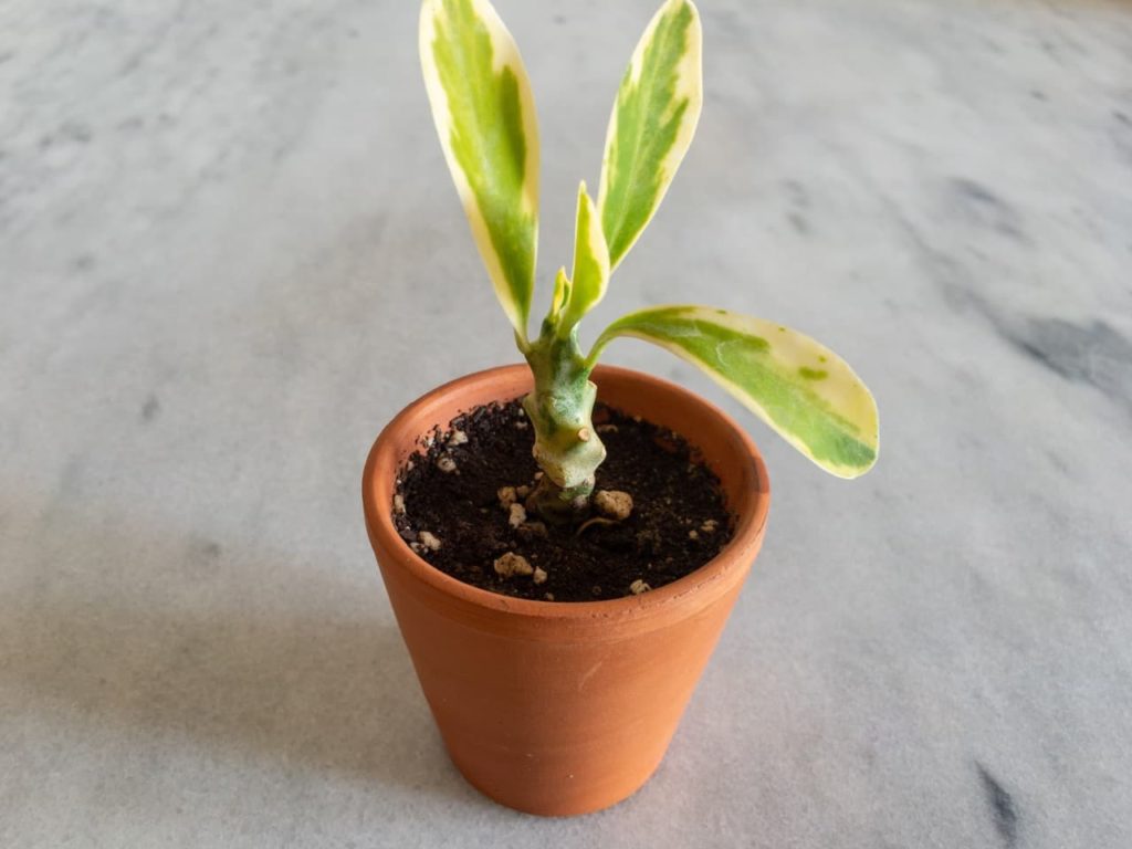 a variegated E. neriifolia potted plant with green and white colouration on its lanceolate leaves