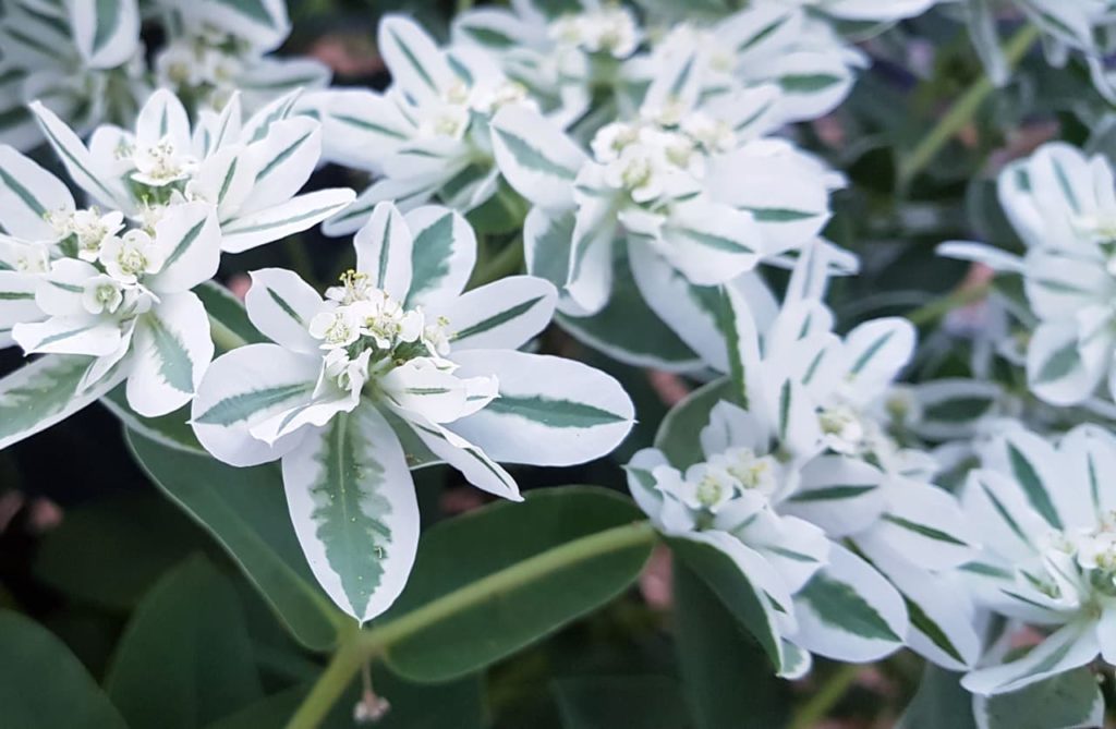 Euphorbia marginata 'Pursh' with white and green variegated leaves and white fowers at the centres