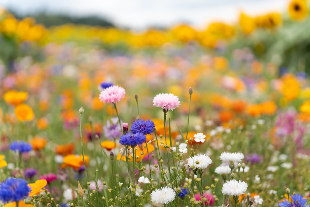 Wildflowers in shades of orange, purple, white and pink growing in a meadow