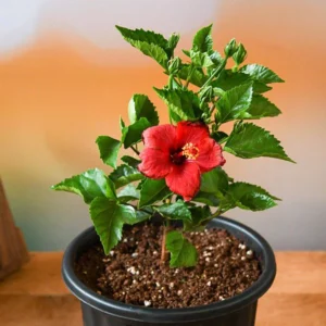 Hibiscus