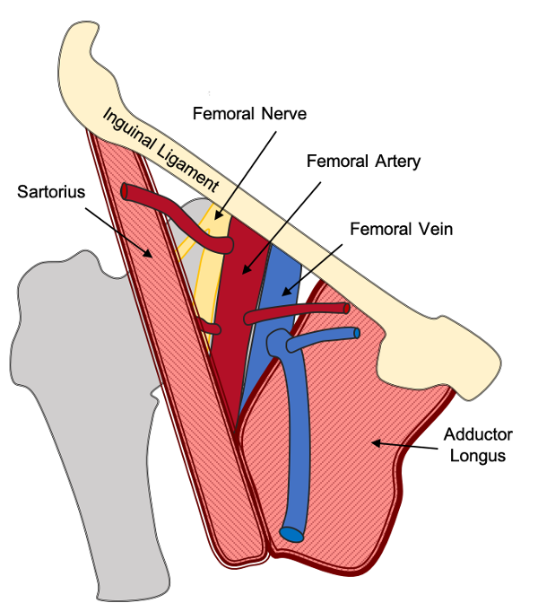 Femoral Artery And Vein Anatomy