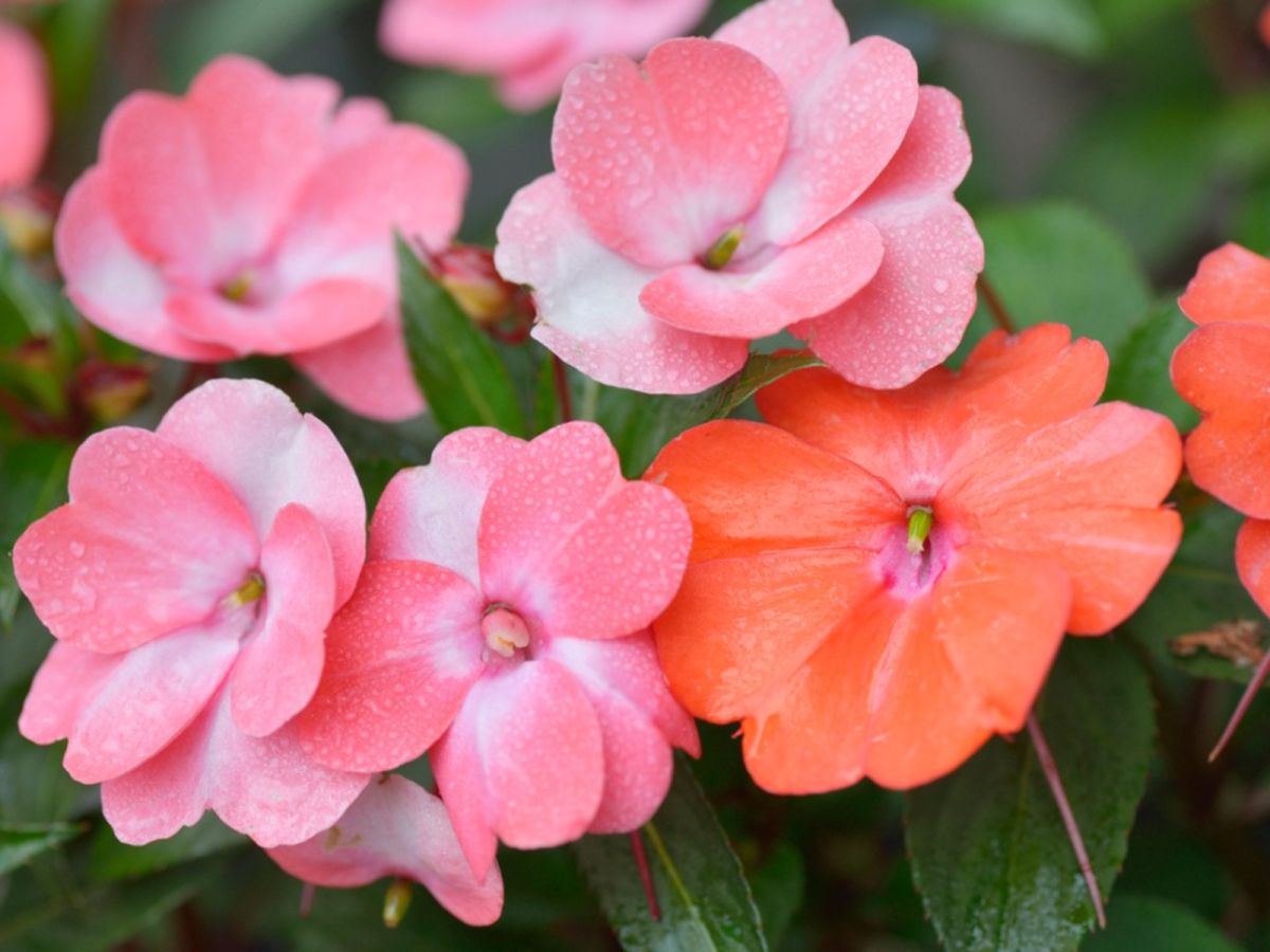 Impatiens Fertilizer Requirement