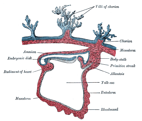 endoderm