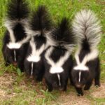 What do skunks eat ?