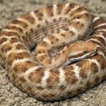 What do rattlesnakes eat ?