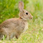 Can rabbits eat tomatoes ?