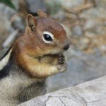 What do chipmunks eat ?