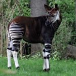 Where do okapi live ?