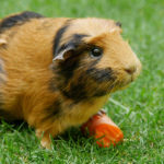 Guinea pigs - information