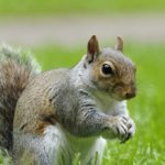 Facts about squirrels