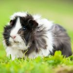 Guinea pigs