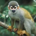 Where do squirrel monkeys live ?