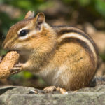 Chipmunks