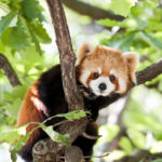 Red pandas