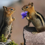 How long do chipmunks live ?