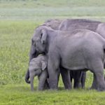 Asian elephants