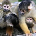 Squirrel monkeys