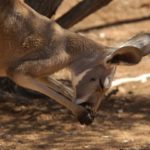 Kangaroo scientific name