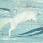 Arctic foxes