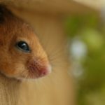 Dormouse