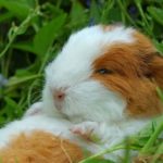 Can guinea pigs eat strawberries ?