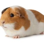 Where do guinea pigs come from ?